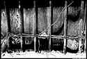 Cyberth.jpg (20998 bytes)