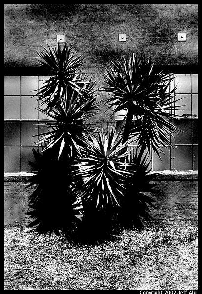 Yucca.jpg (96871 bytes)