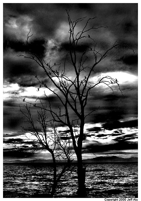 https://www.animalu.com/pics/Darktree.jpg
